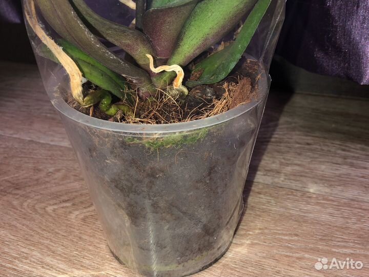 Орхидея фаленопсис