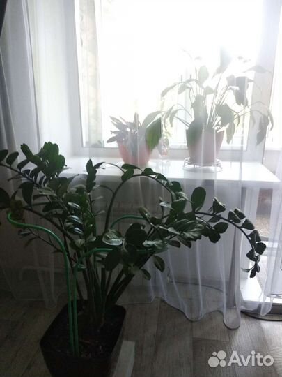 Замиокулькас