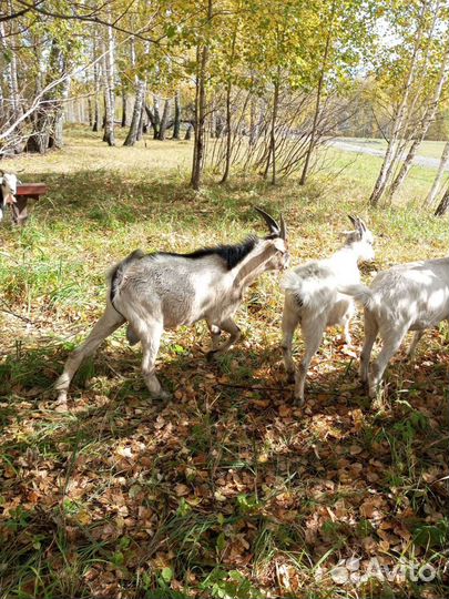 Коза нубийская