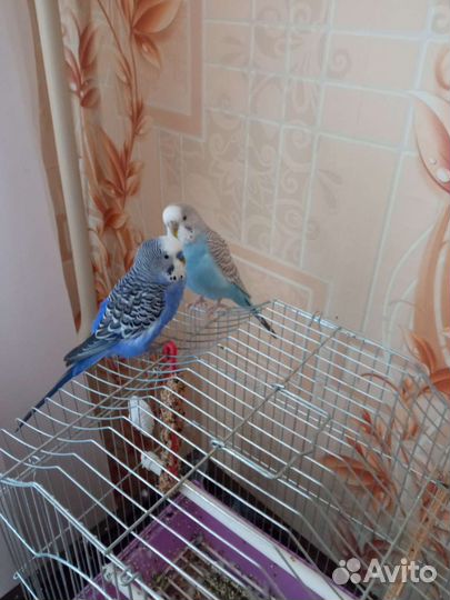 Волнистые попугайчики парочка с клеткой