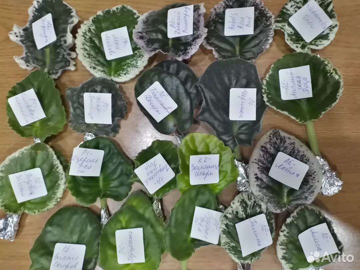 Фиалки наборы