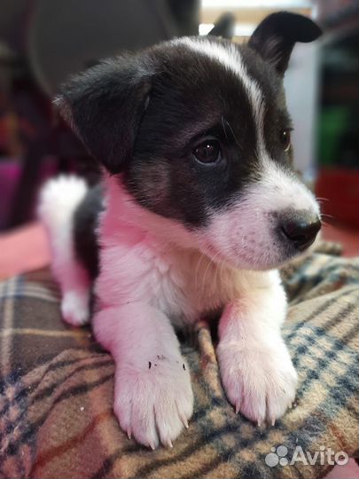 Щенки ищут дом