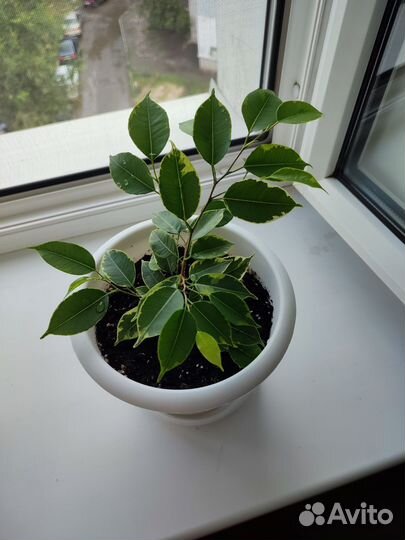 Фикус бенджамина пестролистный