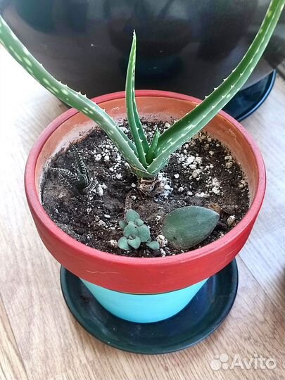 Алоэ и денежное дерево