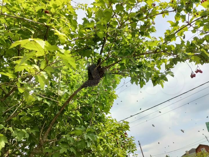 Участок 10 сот. (СНТ, ДНП)