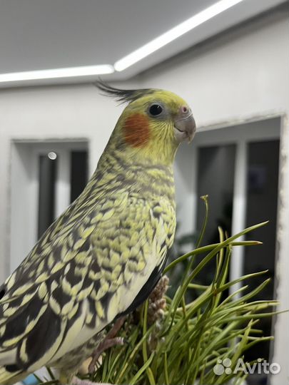 Попугай корелла самка