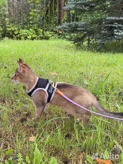 Чаузи f2 котята