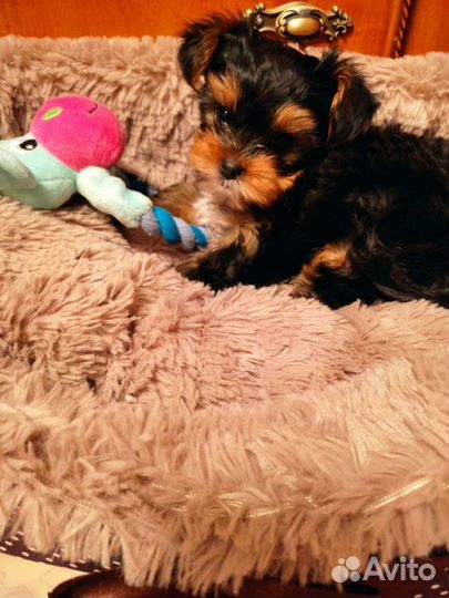 Йоркширский терьер мини беби фейс вязка