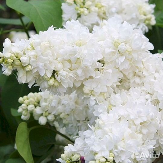 Сирень Алиса Хардинг