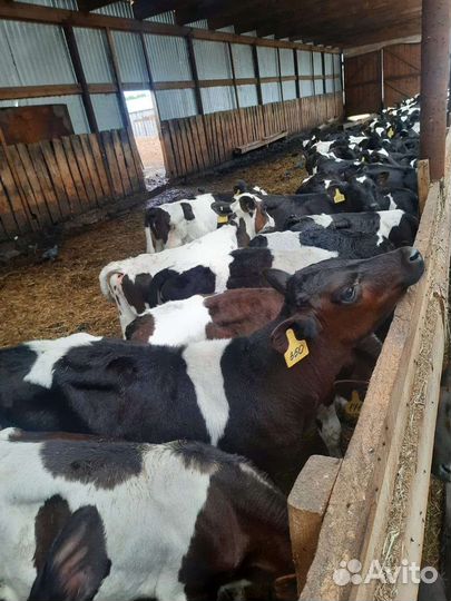 Бычки телята быки