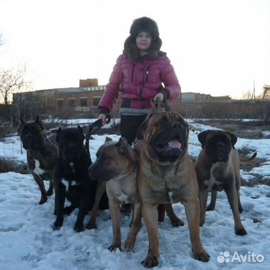 Услуги выгула собак