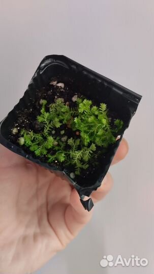 Растения для флорариума 2 (почвопокровные)