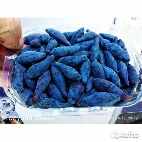 Жимолость канадская Сердце Гиганта, Голубой Банан