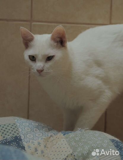 Белый кот Вэн в поисках дома