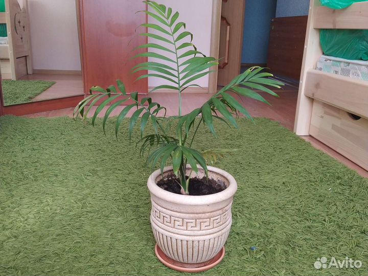 Пальма хамедорея