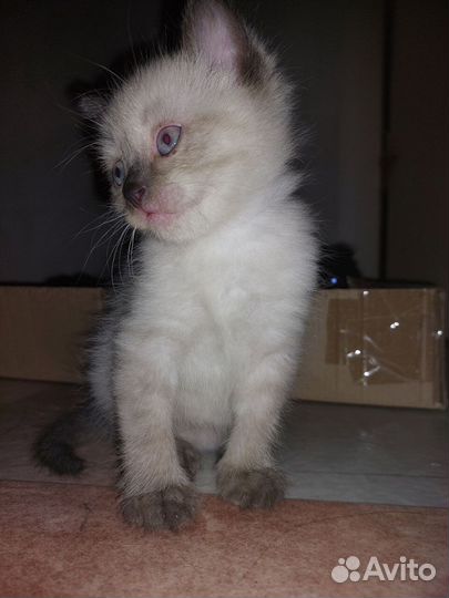 Котенок по имени Гав