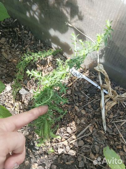 Астра вересковидная