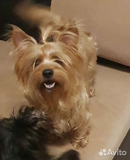 Йоркширский терьер