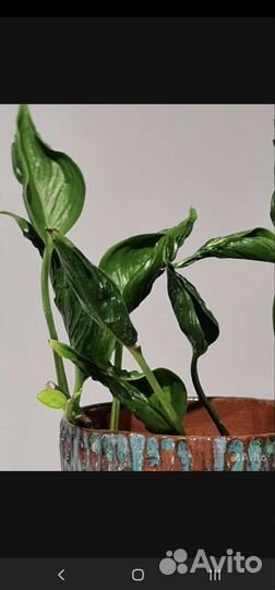 Сциндапсус, эпипремнум