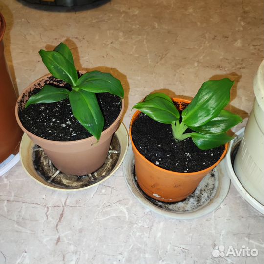 Домашний банан Киевский суперкарлик