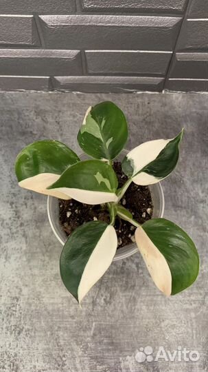 Филодендрон Вайт Визард