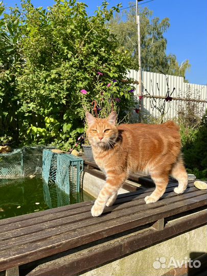 Кошечка курильского бобтейла