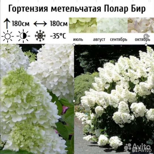 Гортензия метельчатая, разные сорта