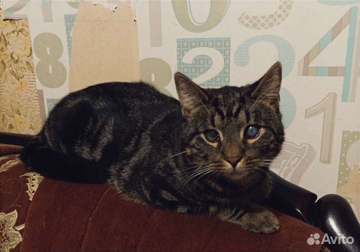 Оскар. Котёнок - подросток в добрые руки