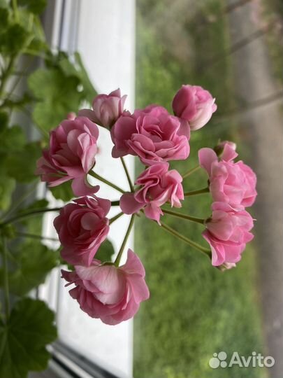 Герань розебудная