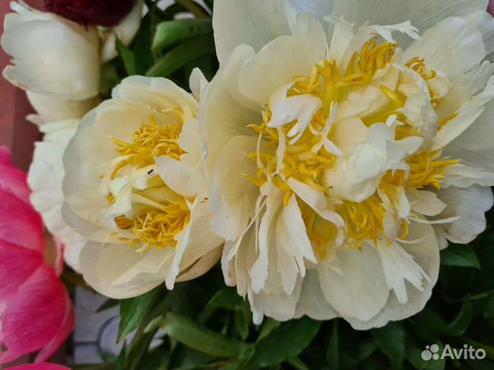 Пионы корни розовые малиновые на осень