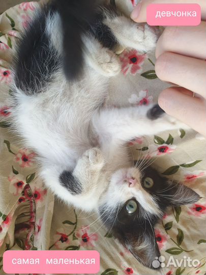 Котята в добрые руки