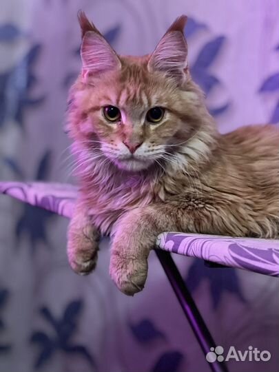 Котята мейн-кун