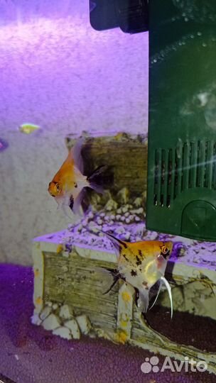 Рыбки скалярии