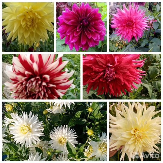 Георгины клубни