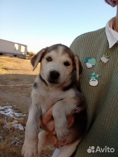 Метис хаски щенки