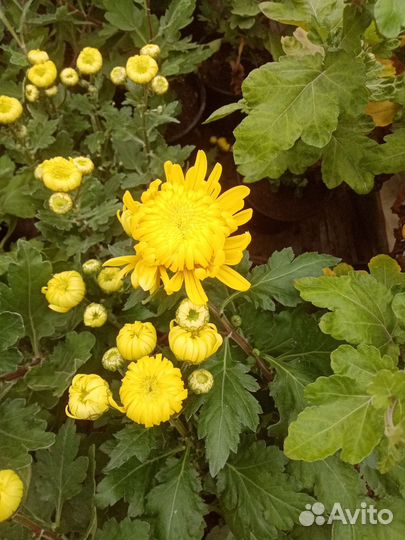 Цветы хризантема