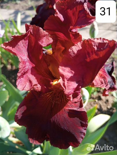 Ирисы бородатые сортовые крупные морозостойкие