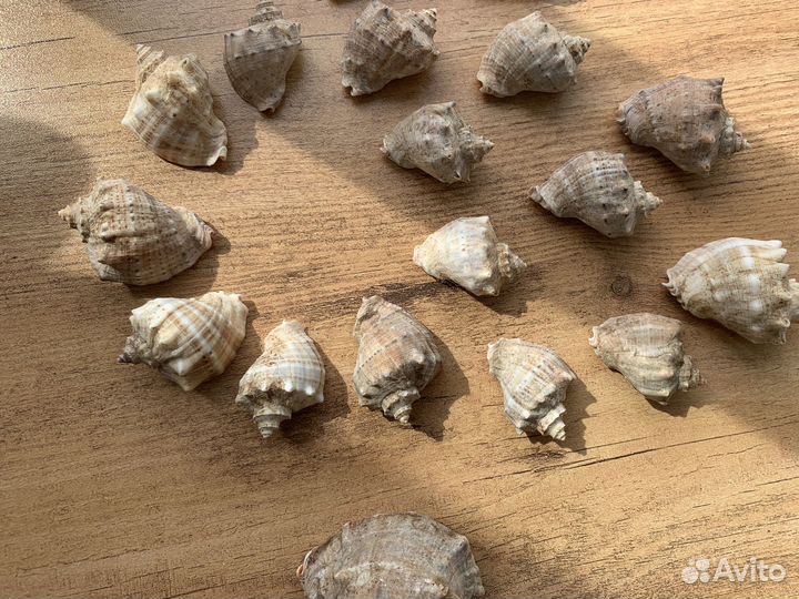 Морские ракушки раковины Ракушка рапан кораллы