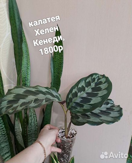 Фикусы- Мокламе и другие