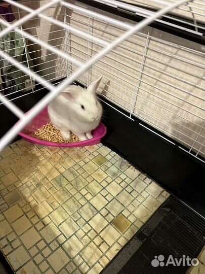 Бесплатно Декоративные кролики в добрые руки