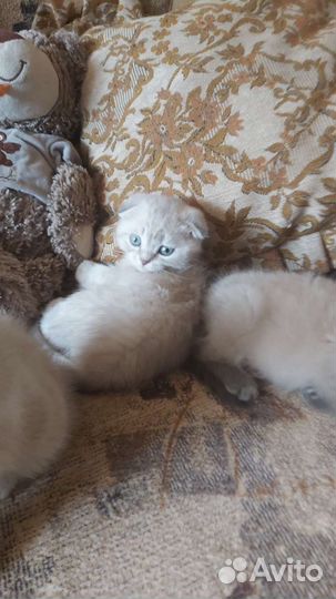 Шотландские котята блю поинт