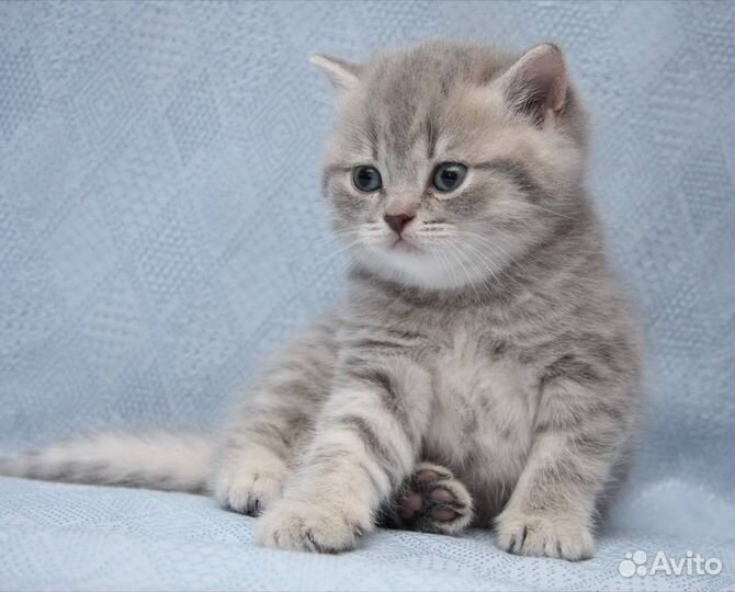 Британский котенок вискас