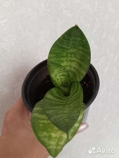 Сансевиерия ханни