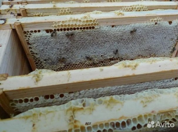 Мёд 24 года Алтайский опт