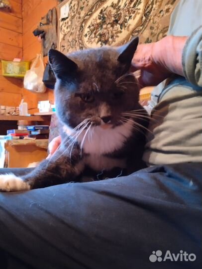 Одам в хорошие руки кота