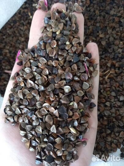 Гречиха сидерат