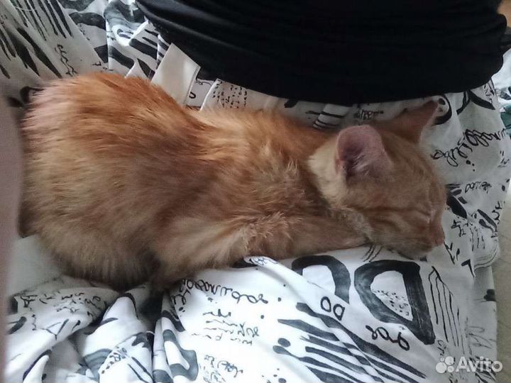 Котик