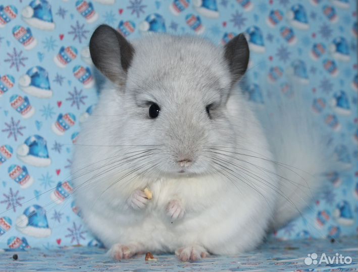 Шиншилла ангора(девочка)