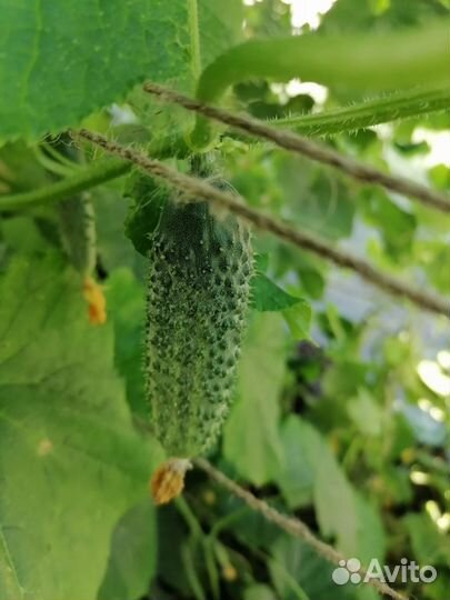 Огурцы свежие домашние