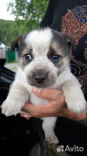 Собака в добрые руки отдам бесплатно